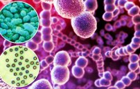 Возбудители ангины: какие вирусы и бактерии вызывают заболевание