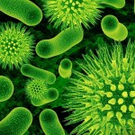 бактерии и вирусы
